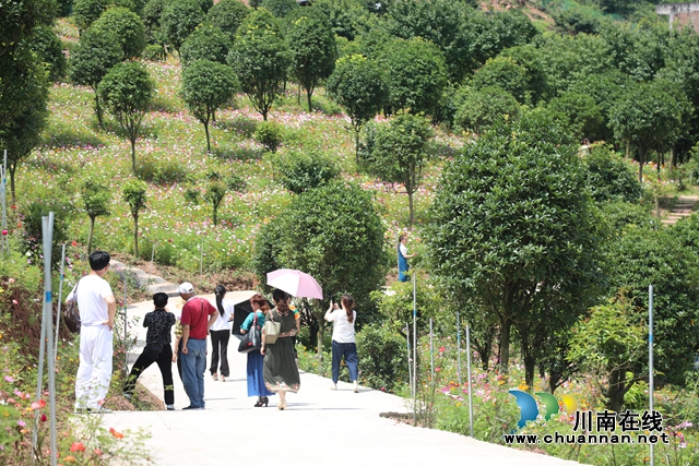 合江：格桑花儿开，游客闻香来(图2)