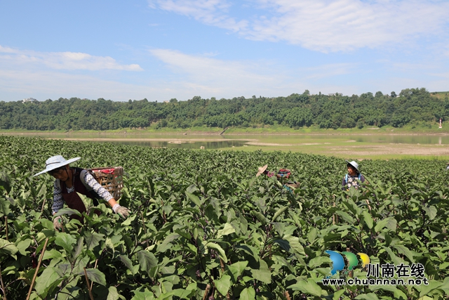 合江九丈坝180万斤茄子大丰收，村民采摘忙！(图4)