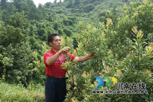 古蔺苗族同胞古美伦：大山深处的苗家致富带头人(图3)