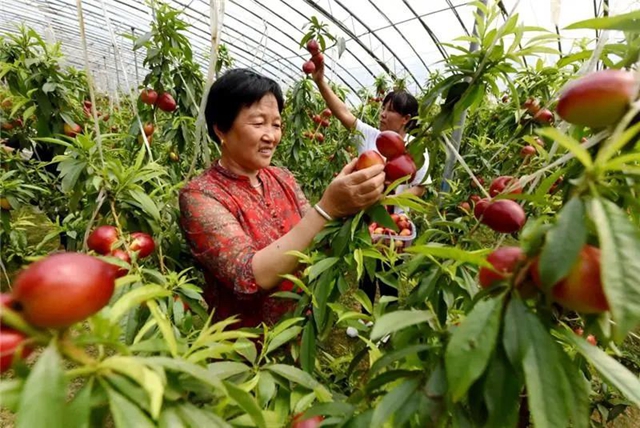 四川：乡村振兴补助资金项目审批权下放到县(图2)