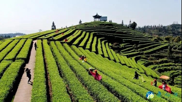 创建天府旅游名县丨纳溪区持续赋能“旅游+”和“+旅游”战略(图2)