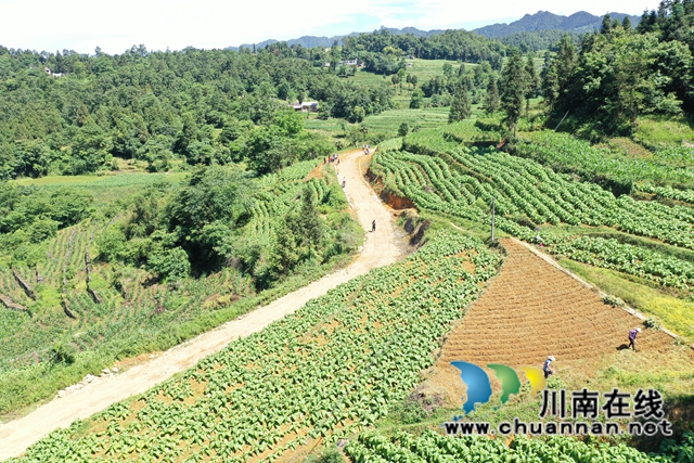 古蔺大寨乡：众人拾柴火焰高，苗汉齐心修路忙(图3)