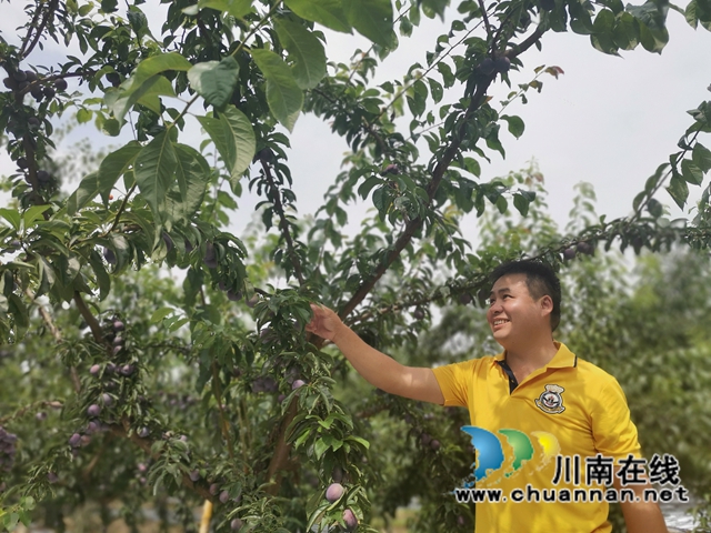 有机种植，鲜果采摘，泸县牛滩镇新林村水果走出致富路(图2)