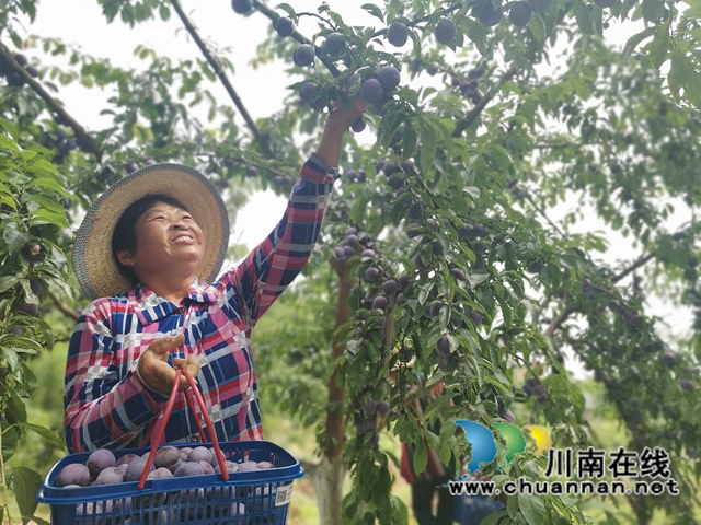 有机种植，鲜果采摘，泸县牛滩镇新林村水果走出致富路(图3)