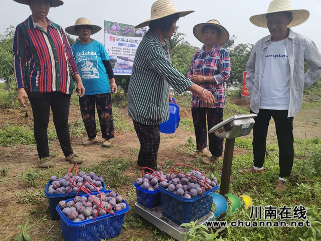 有机种植，鲜果采摘，泸县牛滩镇新林村水果走出致富路(图5)