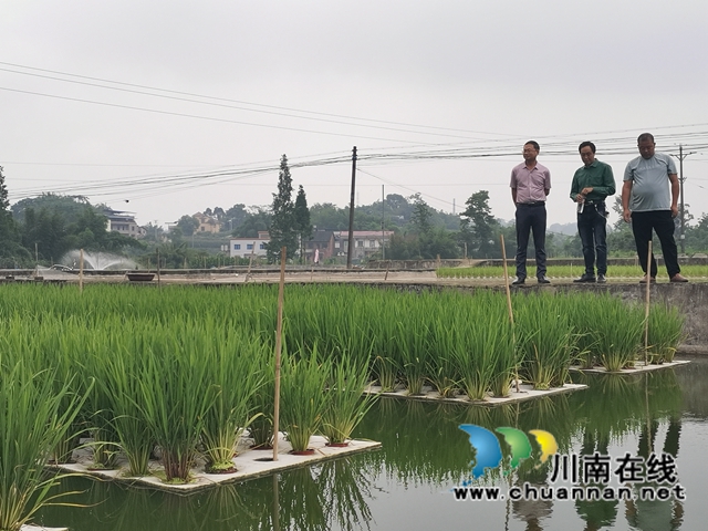 漂浮稻、鱼萍、鱼菜、鱼藕共生……泸县多种模式治理水产养殖污染改善水环境(图1)