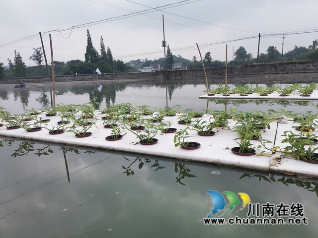 漂浮稻、鱼萍、鱼菜、鱼藕共生……泸县多种模式治理水产养殖污染改善水环境(图3)