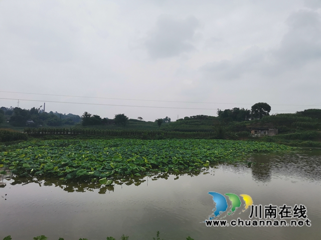 漂浮稻、鱼萍、鱼菜、鱼藕共生……泸县多种模式治理水产养殖污染改善水环境(图4)