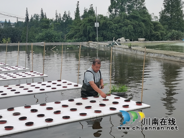 漂浮稻、鱼萍、鱼菜、鱼藕共生……泸县多种模式治理水产养殖污染改善水环境(图6)