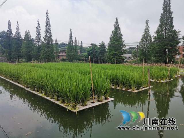 漂浮稻、鱼萍、鱼菜、鱼藕共生……泸县多种模式治理水产养殖污染改善水环境(图5)