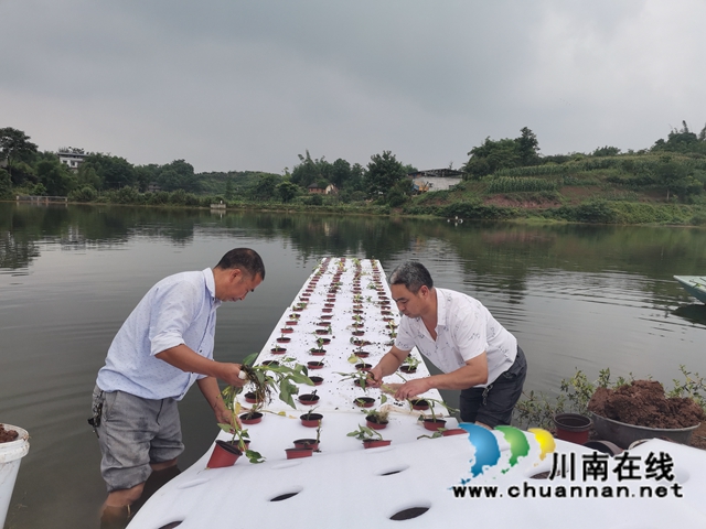 漂浮稻、鱼萍、鱼菜、鱼藕共生……泸县多种模式治理水产养殖污染改善水环境(图7)