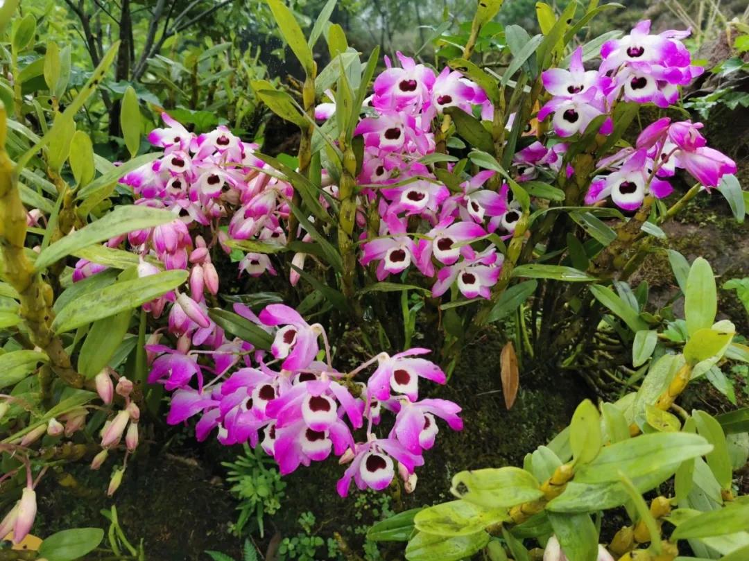 科研协作开发石斛 改善免疫防治新冠(图2)