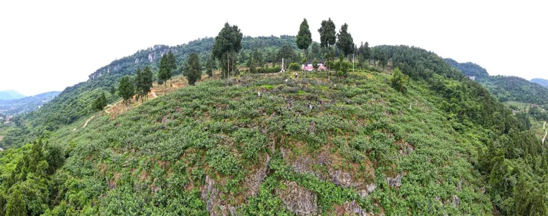 “椒”香扑鼻！古蔺这儿石头缝里长出致富果(图1)