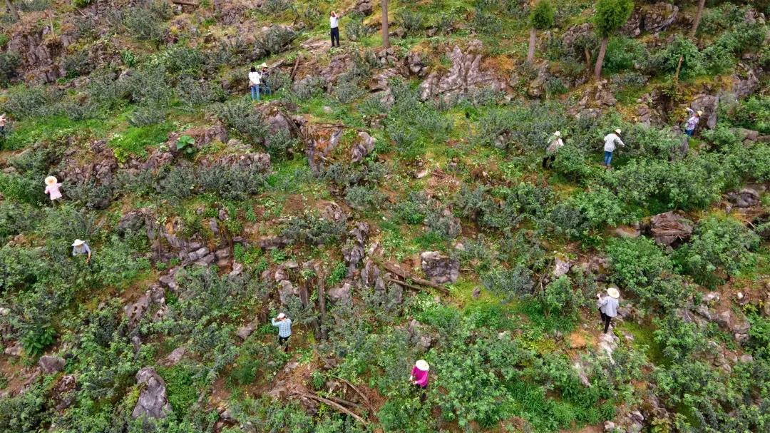 “椒”香扑鼻！古蔺这儿石头缝里长出致富果(图2)