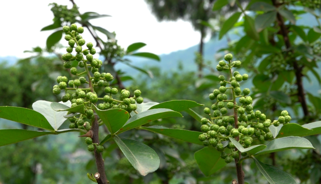 “椒”香扑鼻！古蔺这儿石头缝里长出致富果(图3)