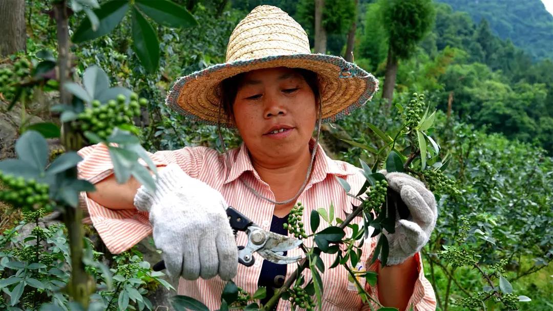 “椒”香扑鼻！古蔺这儿石头缝里长出致富果(图6)