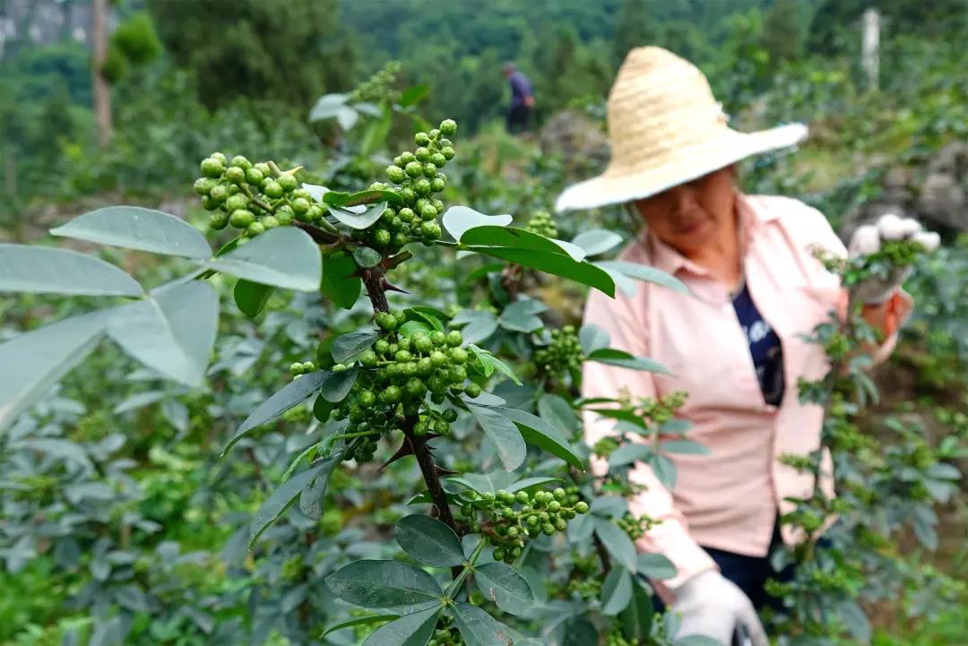 “椒”香扑鼻！古蔺这儿石头缝里长出致富果(图5)