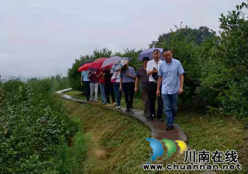 泸州市老科协调研叙永县油茶产业发展(图3)