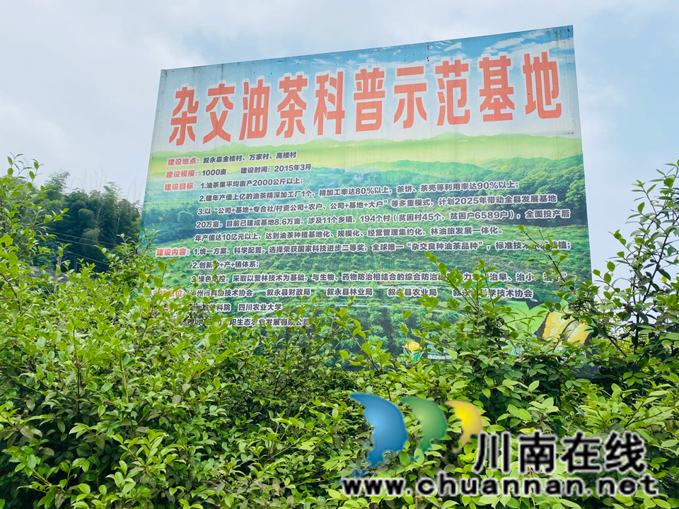 泸州市老科协调研叙永县油茶产业发展(图2)