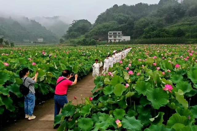 泸州这些地方的荷花太美了！(图9)