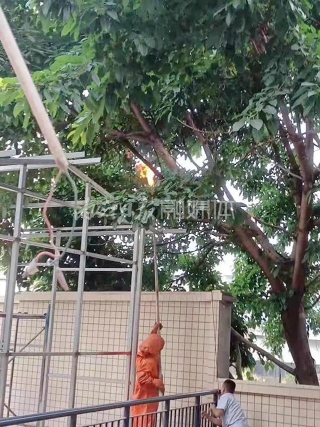 小区居民院坝出现马蜂窝，内江消防紧急摘除(图1)