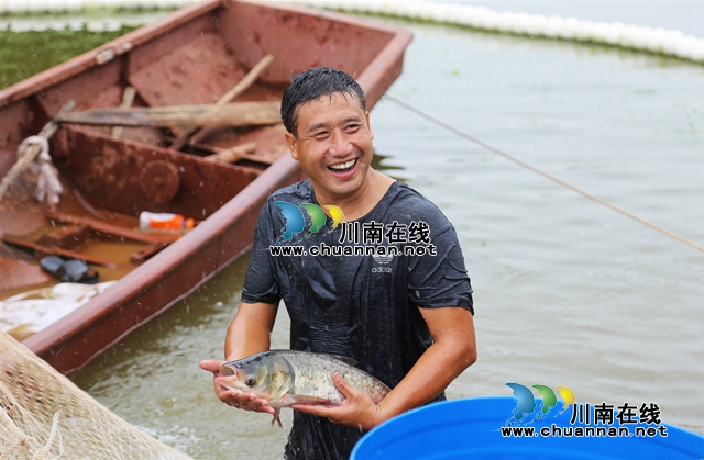 江阳区丹林镇：淡水鱼价格翻番，养殖户乐开颜(图1)