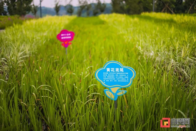 占地超50万平方米！自贡新添一座“高颜值”湿地公园(图14)