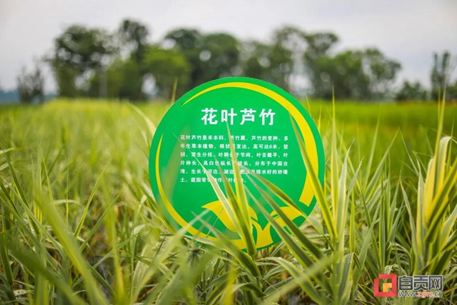 占地超50万平方米！自贡新添一座“高颜值”湿地公园(图13)