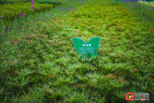 占地超50万平方米！自贡新添一座“高颜值”湿地公园(图15)