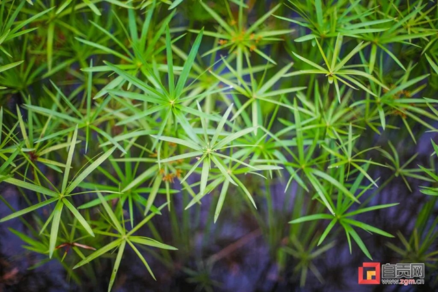 占地超50万平方米！自贡新添一座“高颜值”湿地公园(图11)