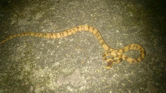 【围观】毒蛇频繁出没！泸州8人被咬伤入院……(图3)