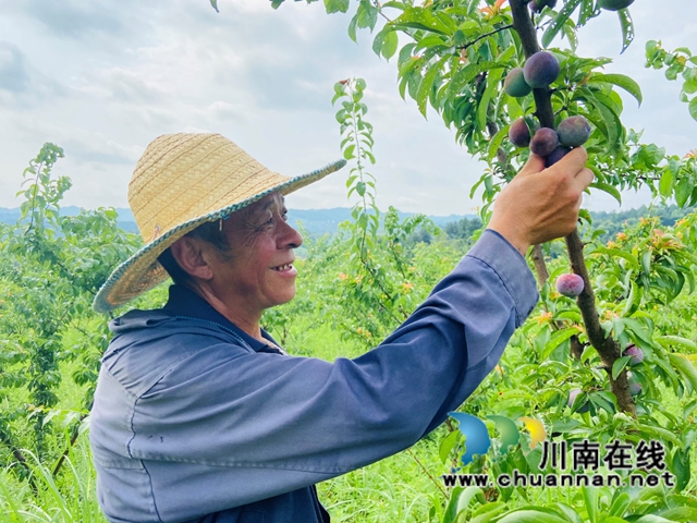 古蔺县龙山顺和村的脆红李熟了！预计今年产量3万多斤(图1)