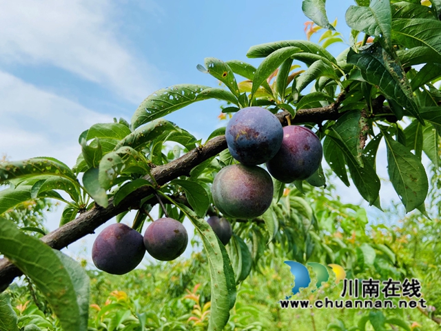 古蔺县龙山顺和村的脆红李熟了！预计今年产量3万多斤(图2)