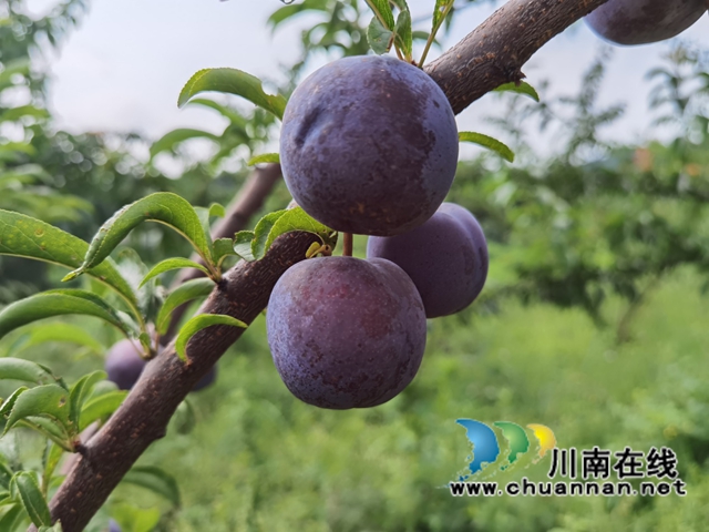 古蔺县龙山顺和村的脆红李熟了！预计今年产量3万多斤(图3)