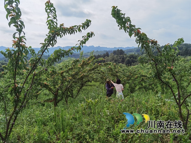 古蔺县龙山顺和村的脆红李熟了！预计今年产量3万多斤(图4)