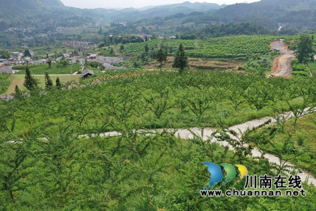 古蔺县龙山顺和村的脆红李熟了！预计今年产量3万多斤(图5)