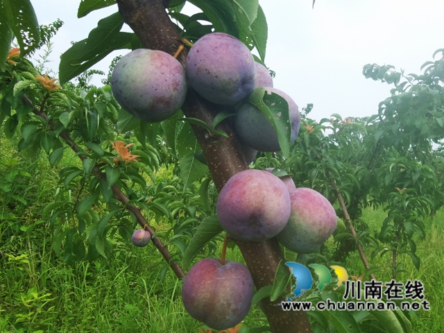 古蔺县龙山顺和村的脆红李熟了！预计今年产量3万多斤(图6)