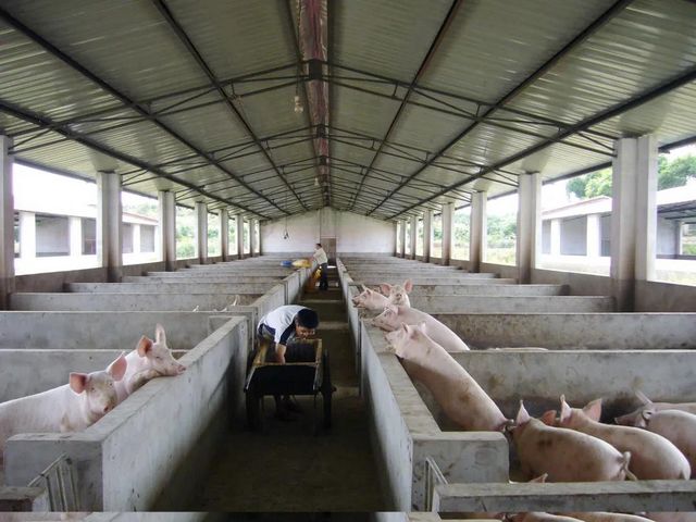 今年，生猪供给将恢复正常 我国猪肉供给形势已根本性好转(图1)