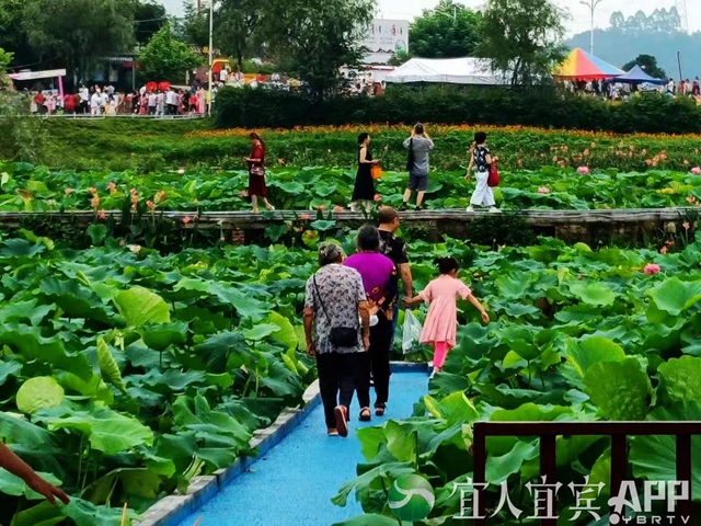 太美了！宜宾永兴荷花开啦！约起！(图9)