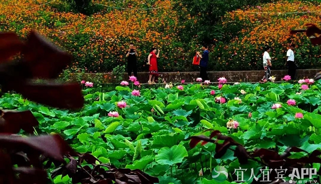 太美了！宜宾永兴荷花开啦！约起！(图8)