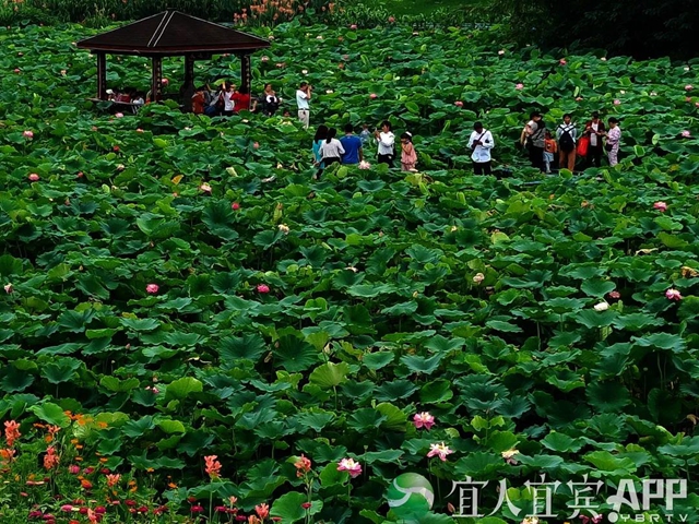 太美了！宜宾永兴荷花开啦！约起！(图2)