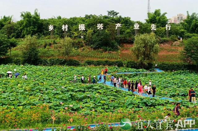 太美了！宜宾永兴荷花开啦！约起！(图5)