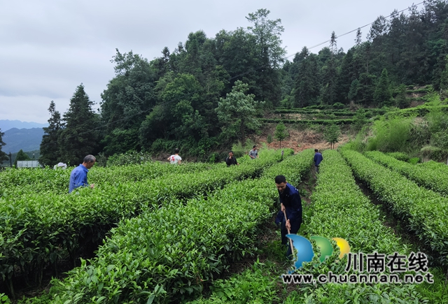 古蔺乡贤人士吴兴杰：退伍不褪色，带领群众致富奔小康(图2)