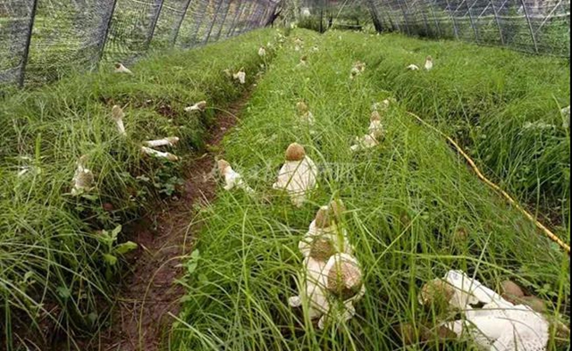 重磅!内江种出了“菌+荪”(图1) 重磅!内江种出了“菌+荪”(图1)