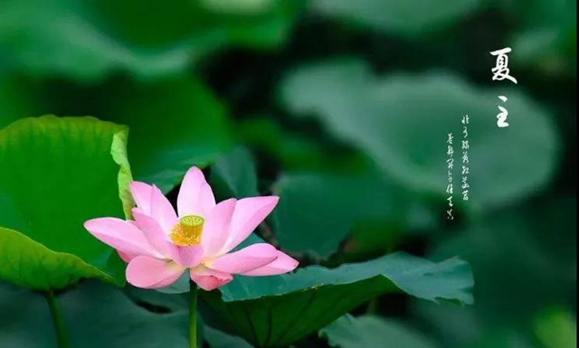 【扩散】西南医大中医院请您领免费养生药膳了！(图1)