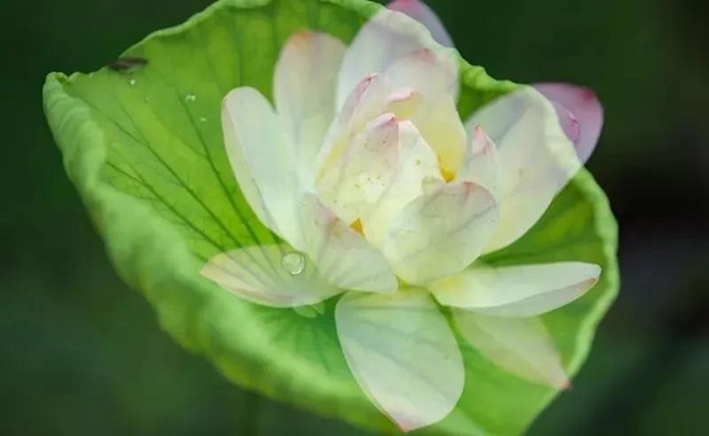 泸州这些地方荷花已经绽放,快去打卡!(图1) 泸州这些地方荷花已经绽放,快去打卡!(图1)