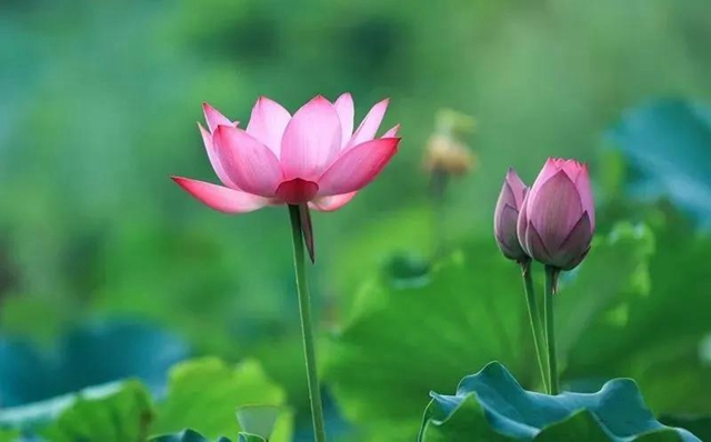 泸州这些地方荷花已经绽放,快去打卡!(图2) 泸州这些地方荷花已经绽放,快去打卡!(图2)