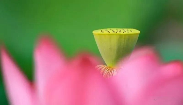 泸州这些地方荷花已经绽放,快去打卡!(图3) 泸州这些地方荷花已经绽放,快去打卡!(图3)