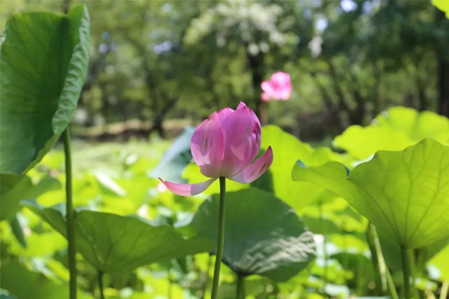 泸州这些地方荷花已经绽放,快去打卡!(图11) 泸州这些地方荷花已经绽放,快去打卡!(图11)