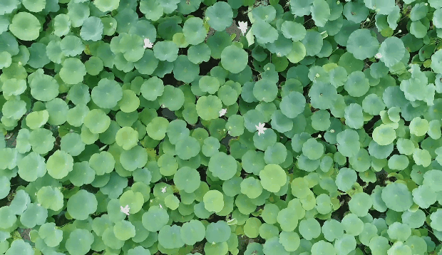 泸州这些地方荷花已经绽放,快去打卡!(图6) 泸州这些地方荷花已经绽放,快去打卡!(图6)